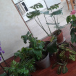 Collection de plantes vertes et de fleurs Margaux jpg